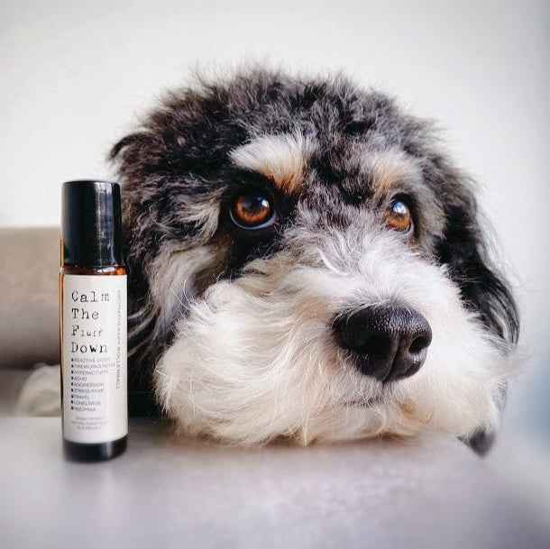 Natural Aromatherapy Rollerball For Dogs