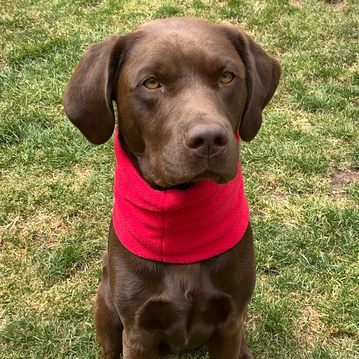 Fleece Dog Snoods - Medium to Large
