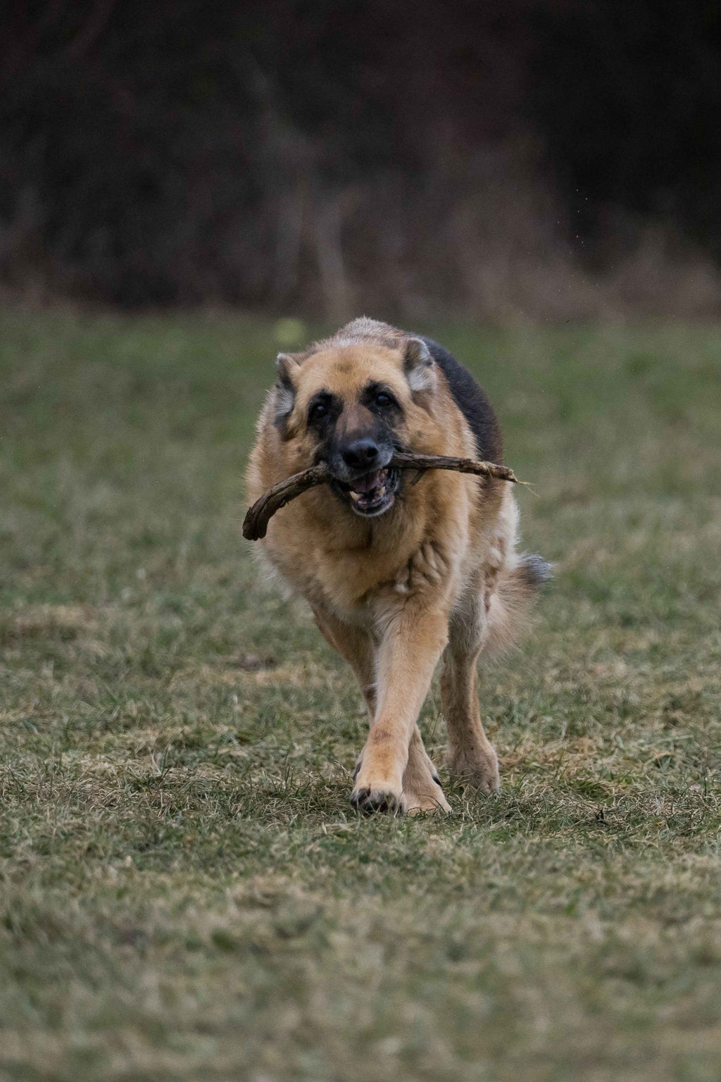 Max Strength Plus Premium Canine Joint Supplement From
