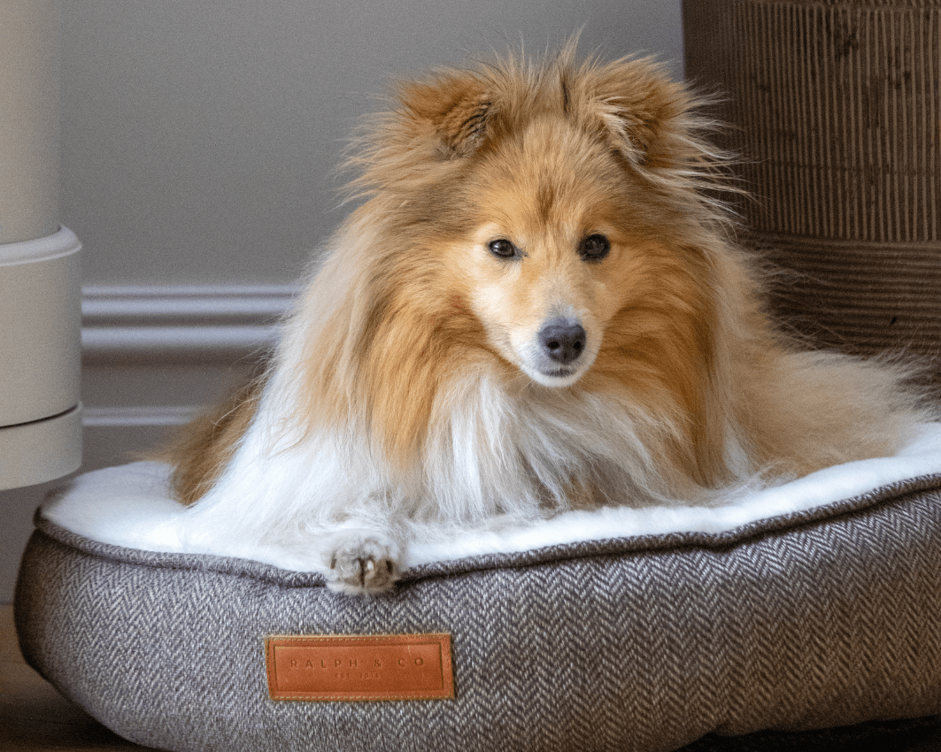 Ralph & Co THE LINCOLN luxury tweed calming donut dog bed with plush cushioning and slip-resistant base.